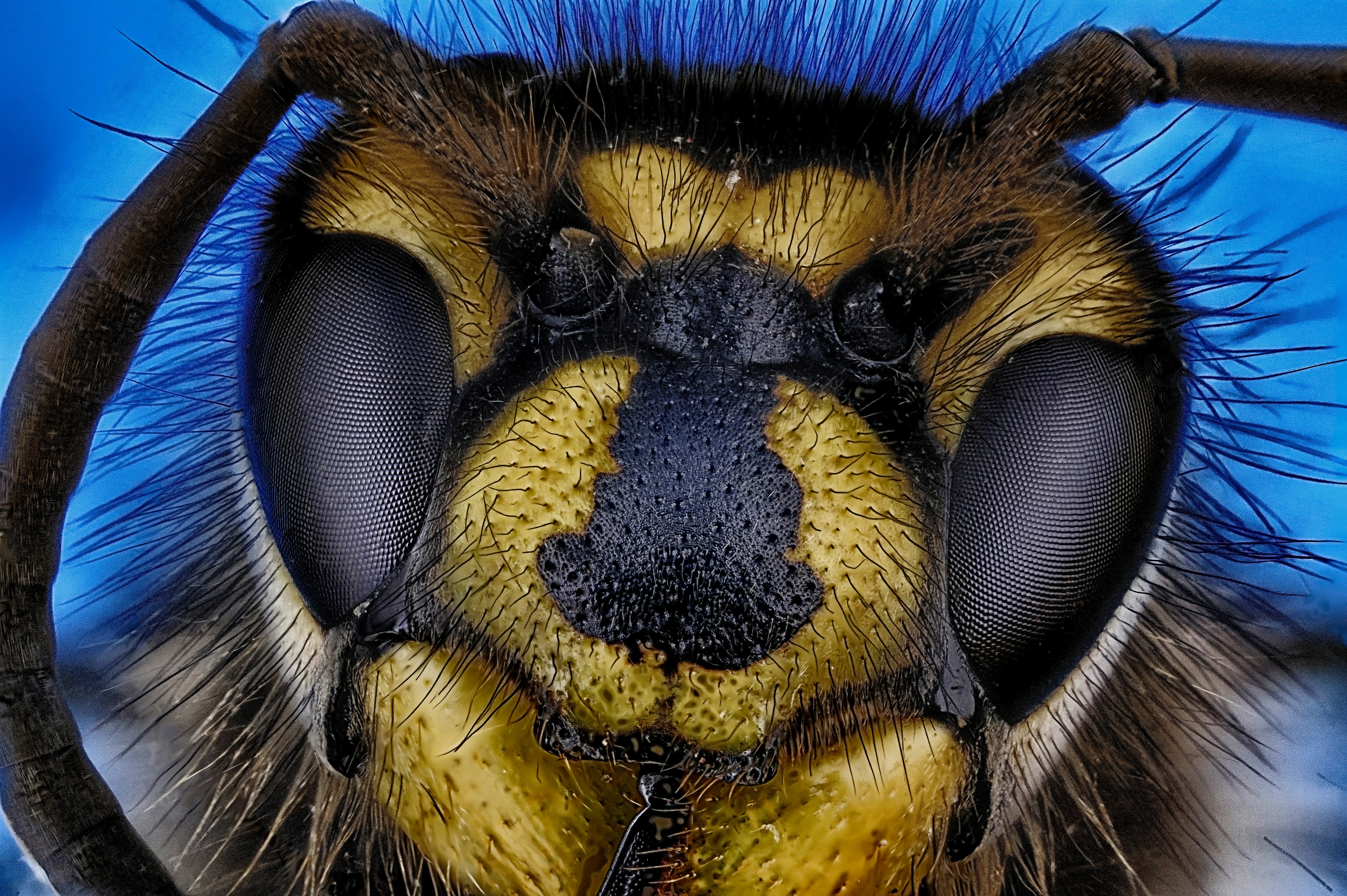 macro photography of bee